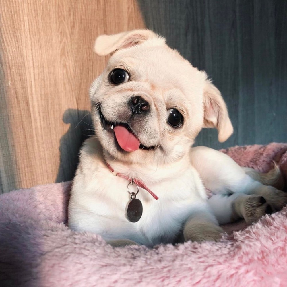 Meet your Posher, Posh